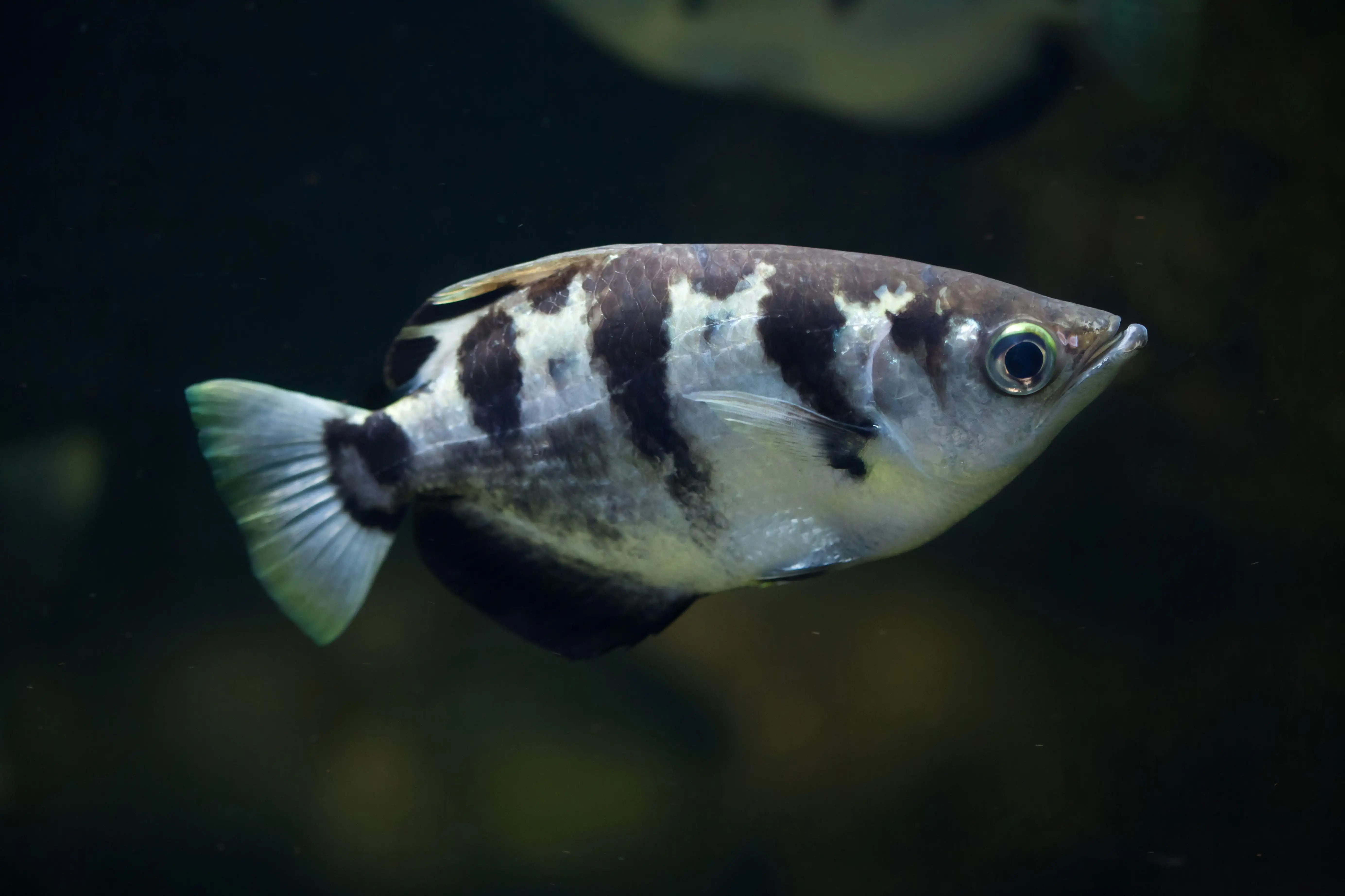 40 Coolest Freshwater Aquarium Fish 2024: For All Fish Keepers